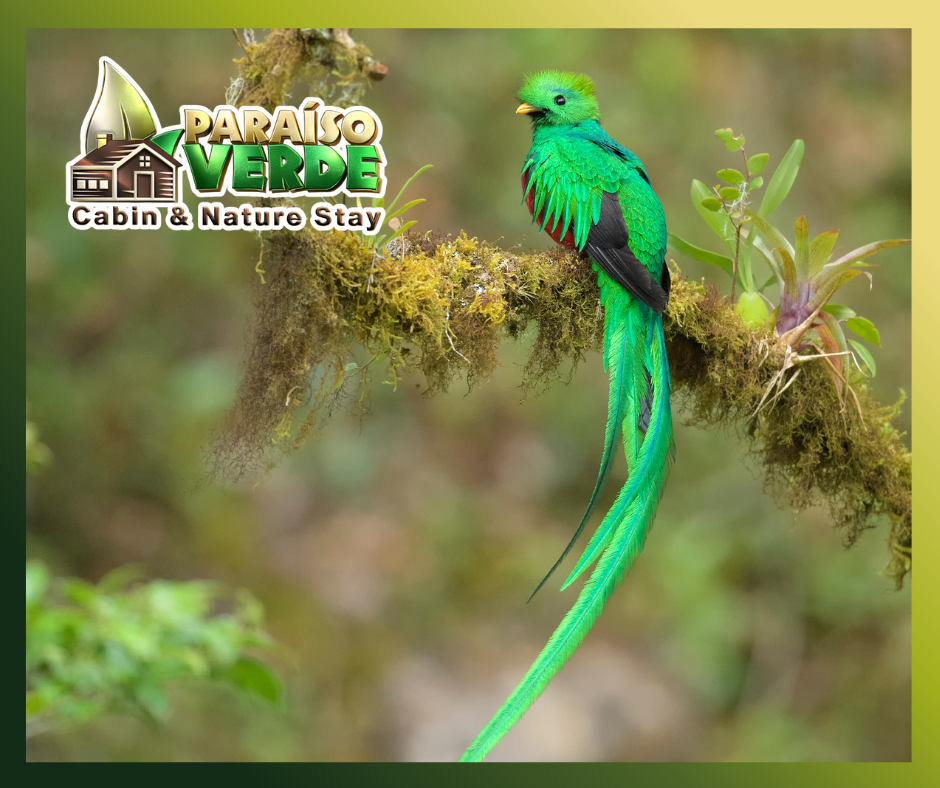 Un Paraíso Verde en la Montaña de Costa Rica gg (12)