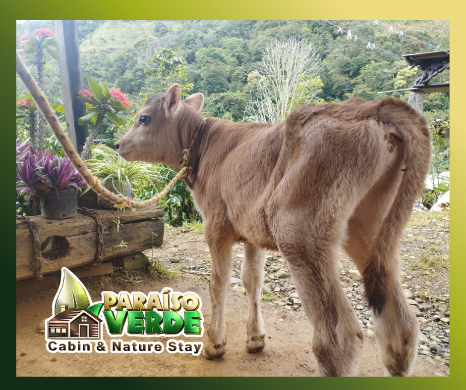 Un Paraíso Verde en la Montaña de Costa Rica gg (6)